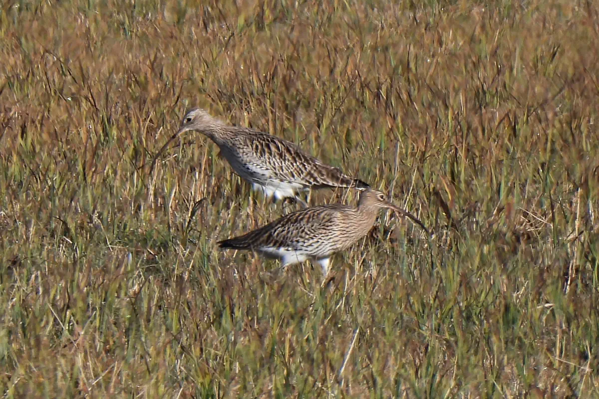 Grosser Brachvogel