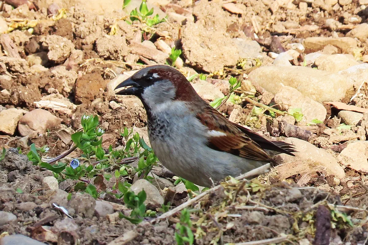 Haussperling