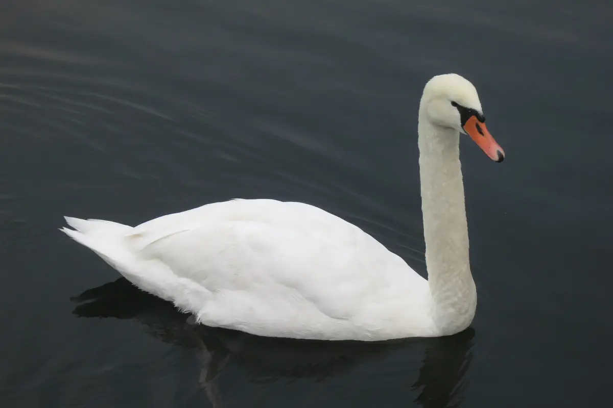 Höckerschwan