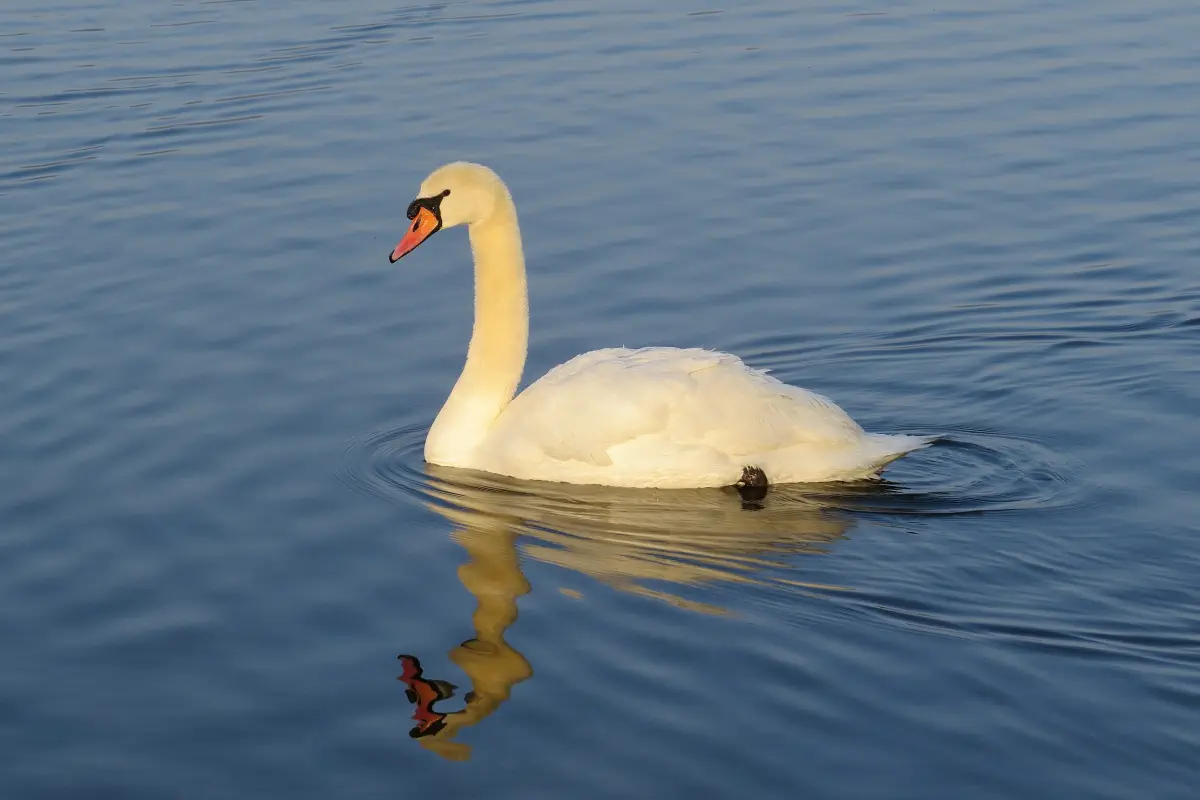 Höckerschwan