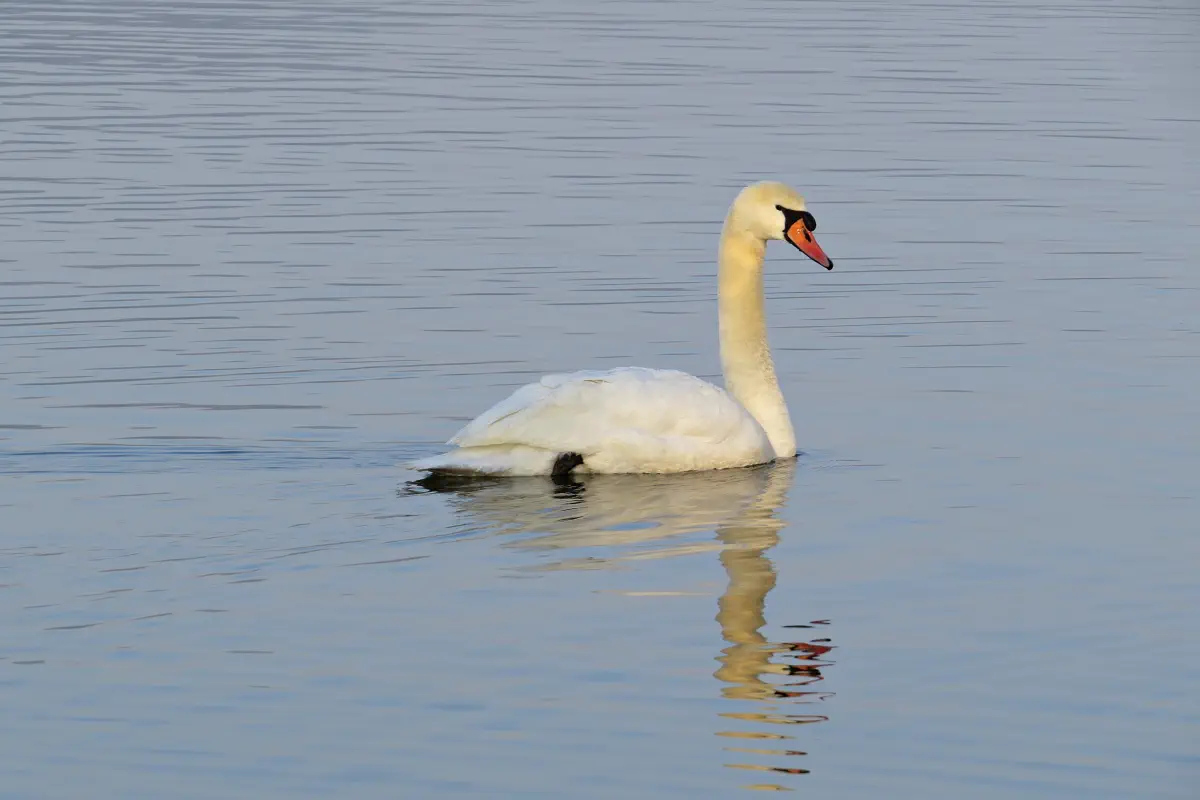 Höckerschwan