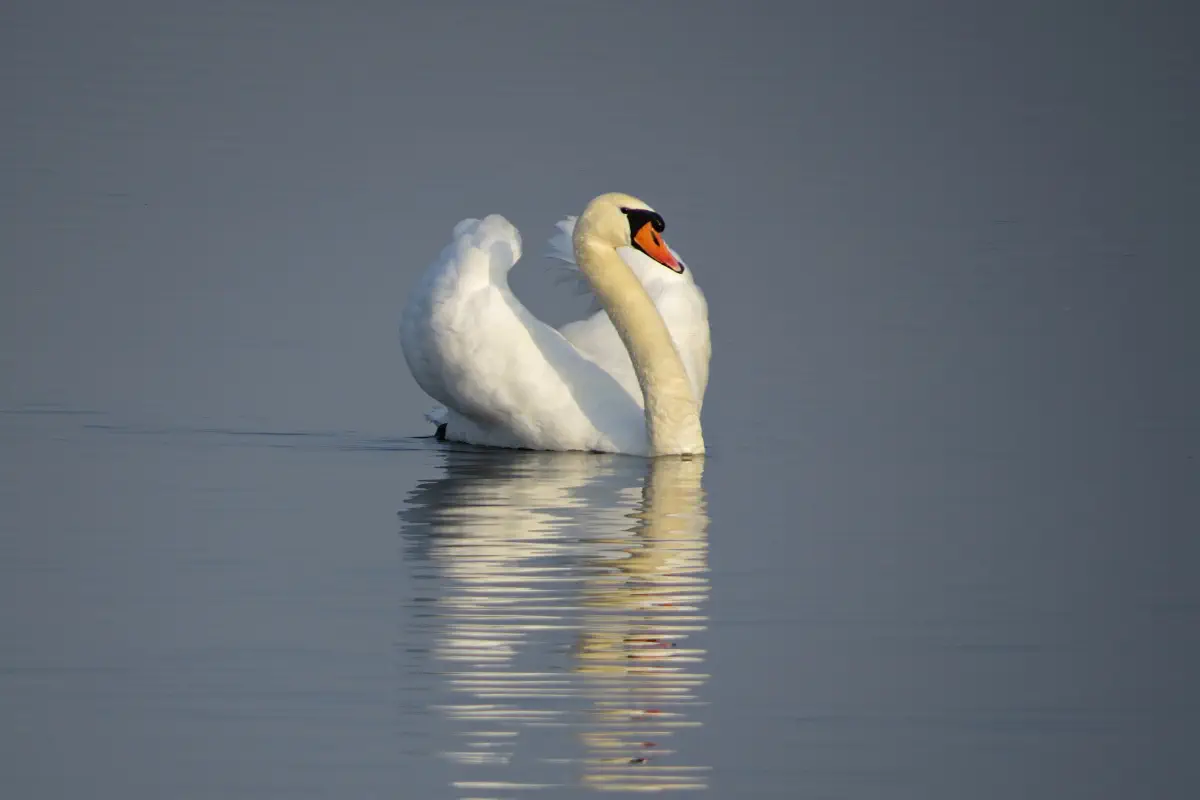 Höckerschwan