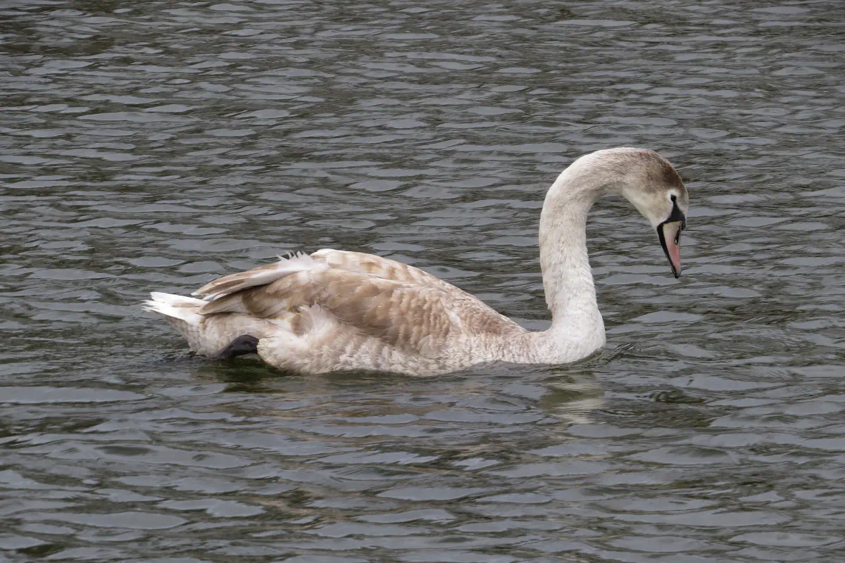 Höckerschwan