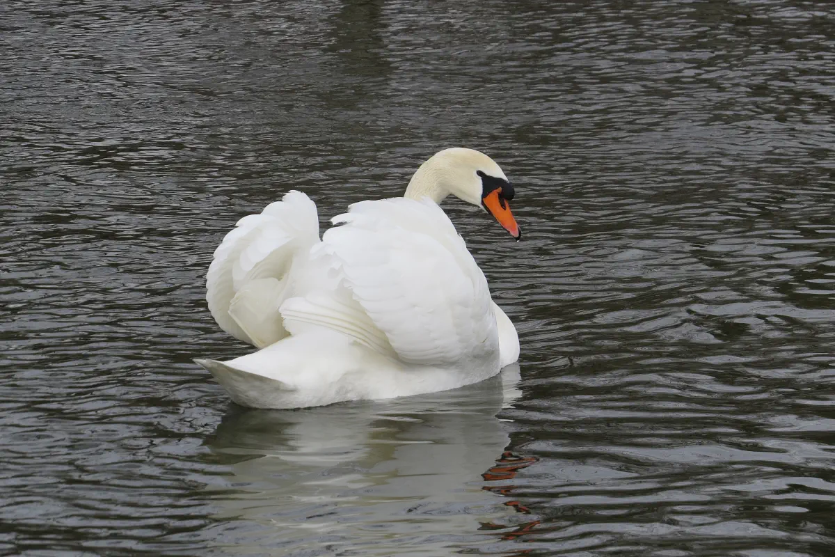 Höckerschwan