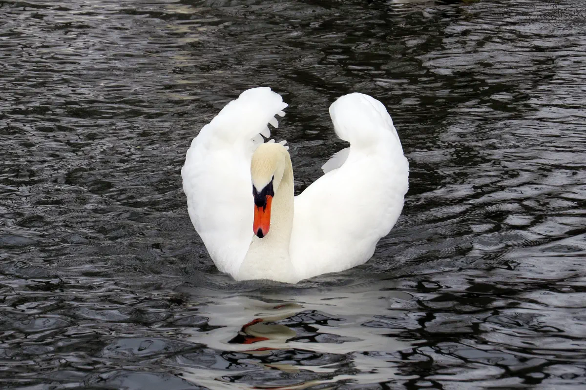 Höckerschwan