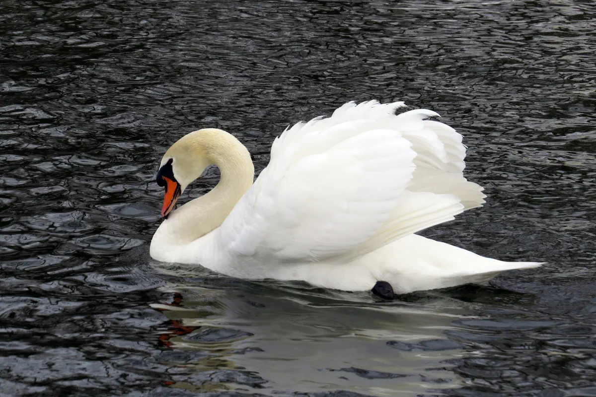 Höckerschwan