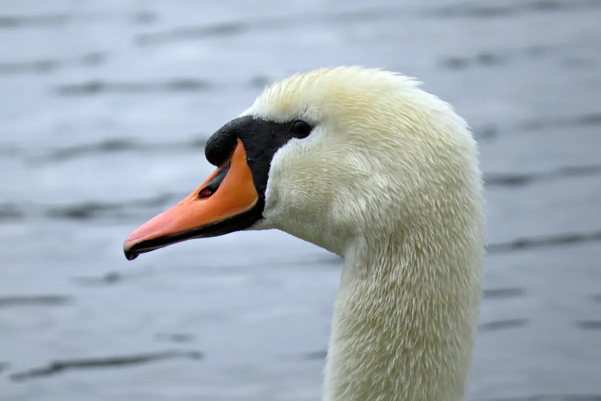 Höckerschwan
