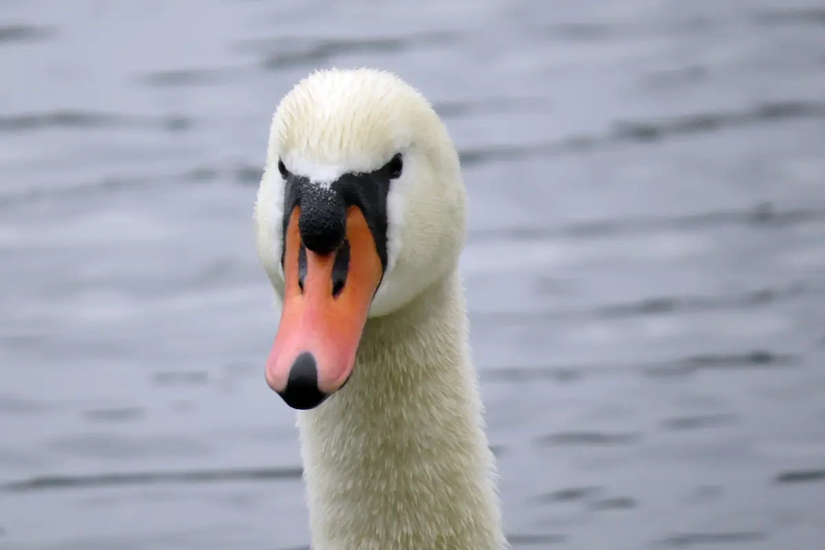 Höckerschwan