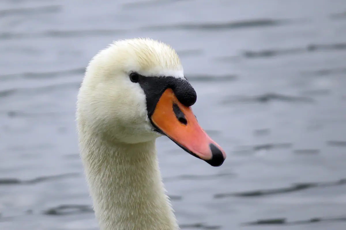 Höckerschwan