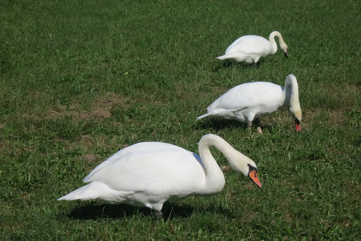 Höckerschwan