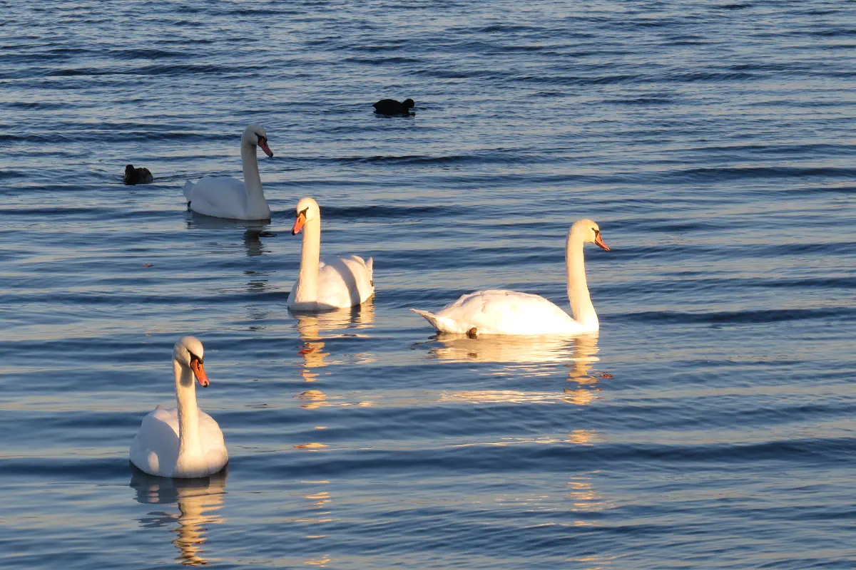 Höckerschwan