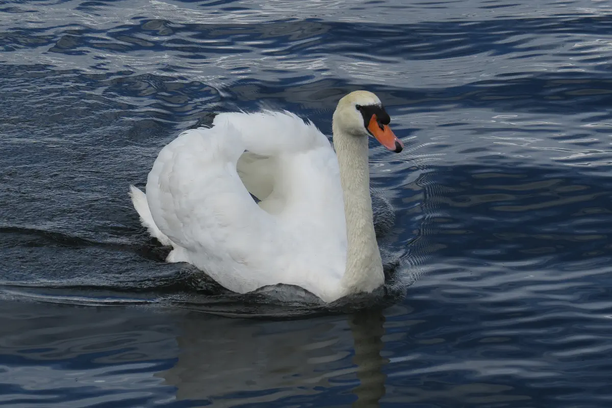 Höckerschwan