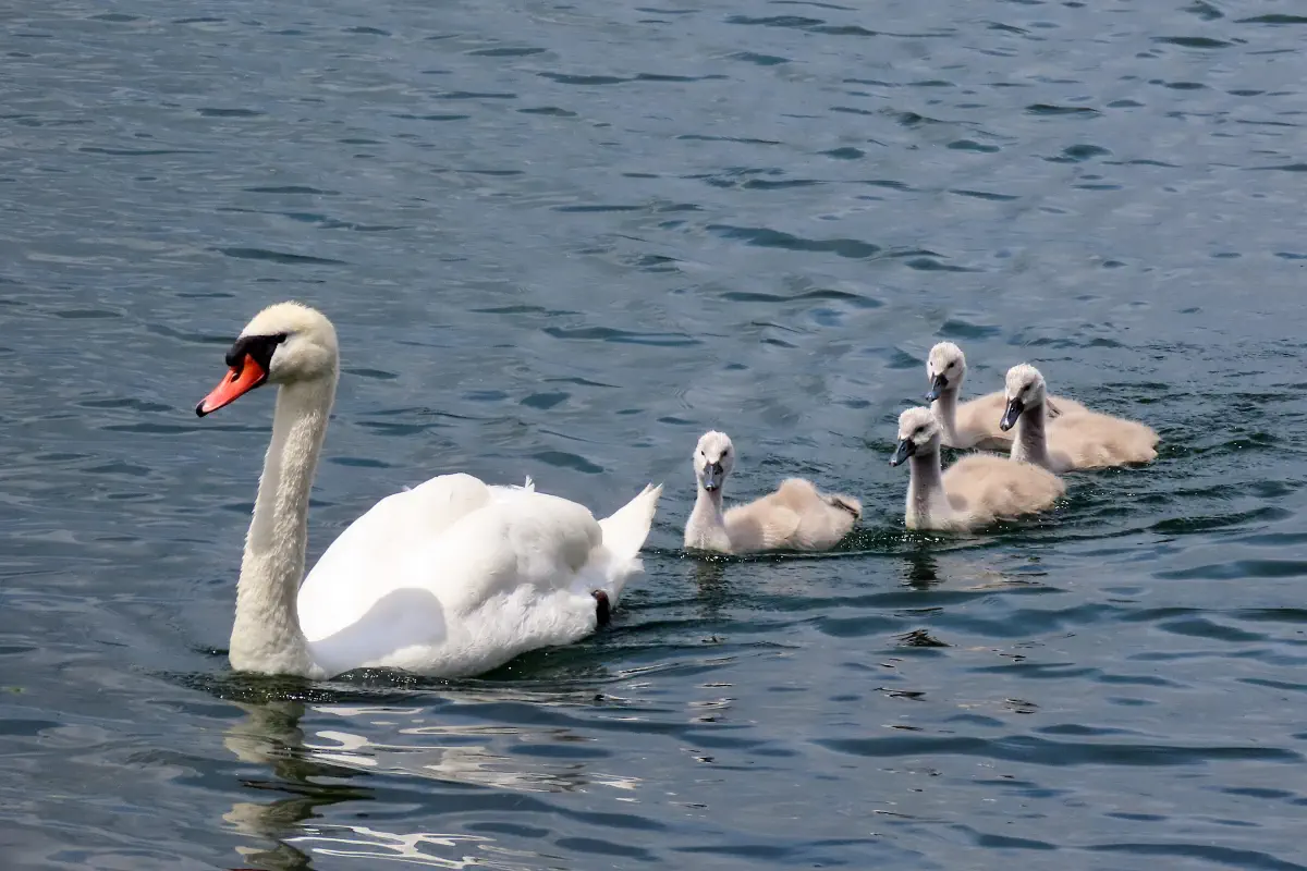 Höckerschwan