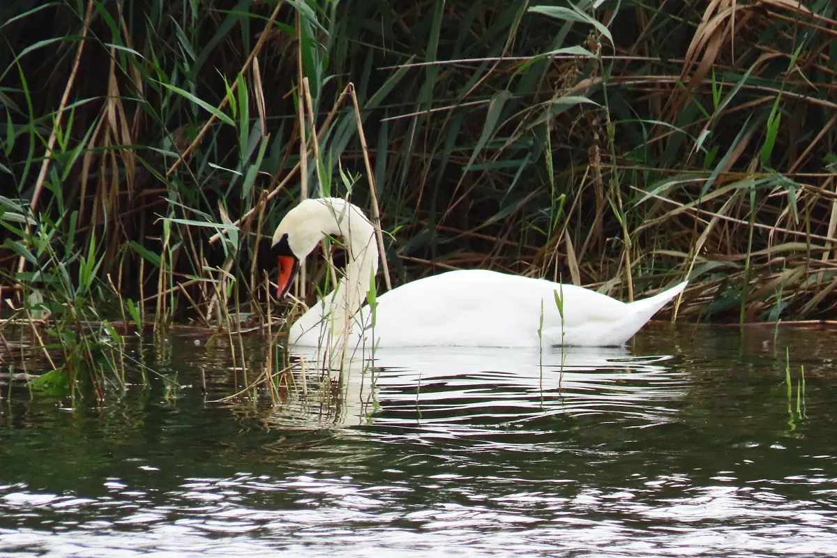 Höckerschwan