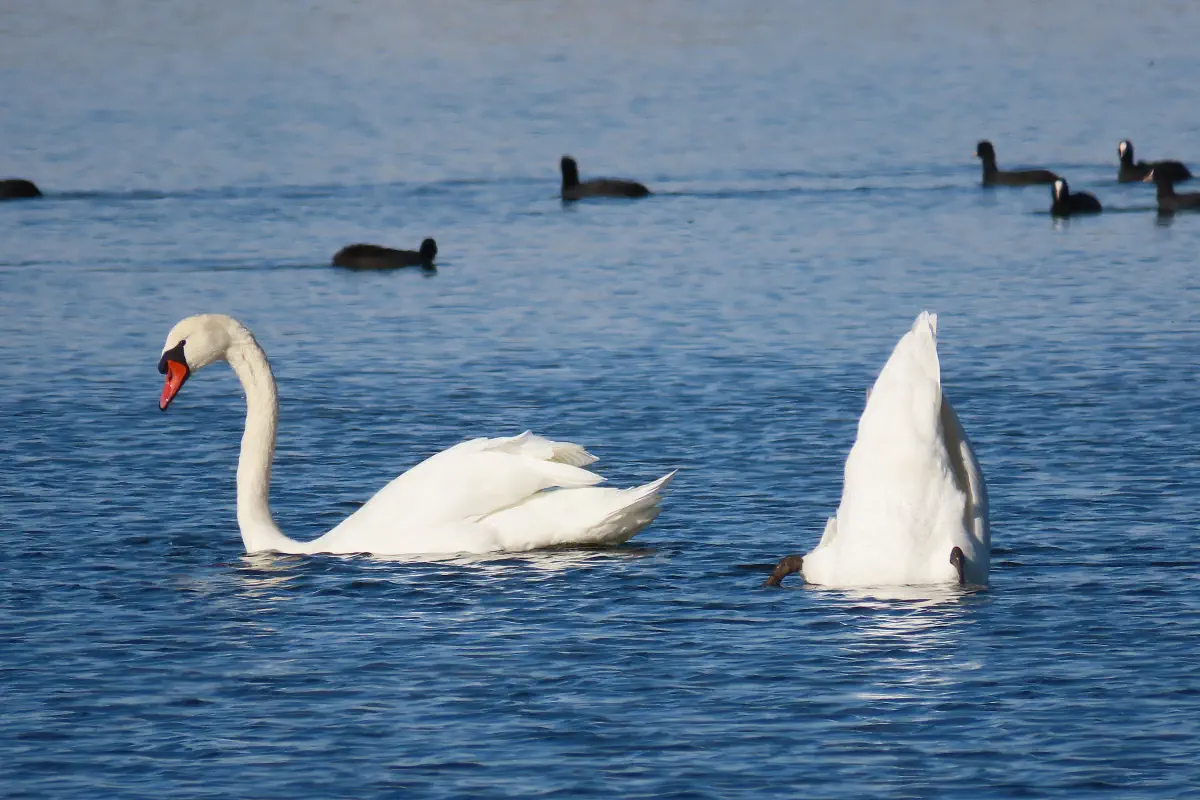 Höckerschwan