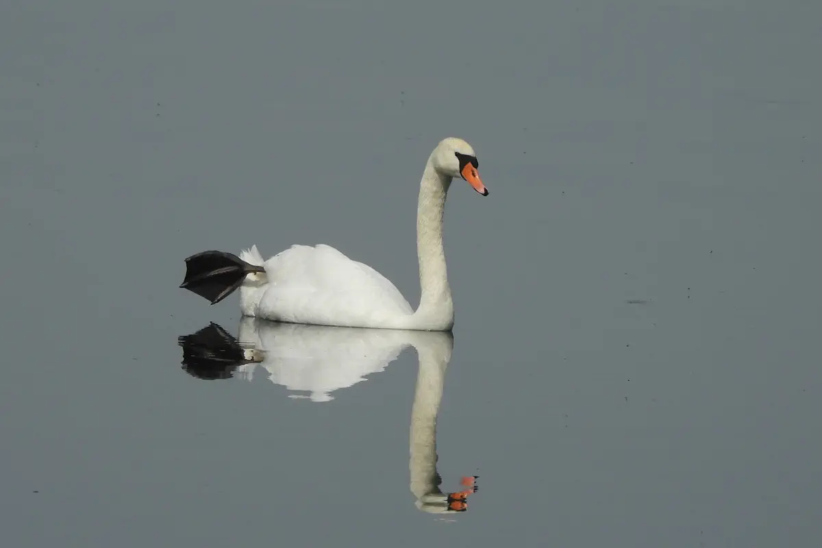 Höckerschwan