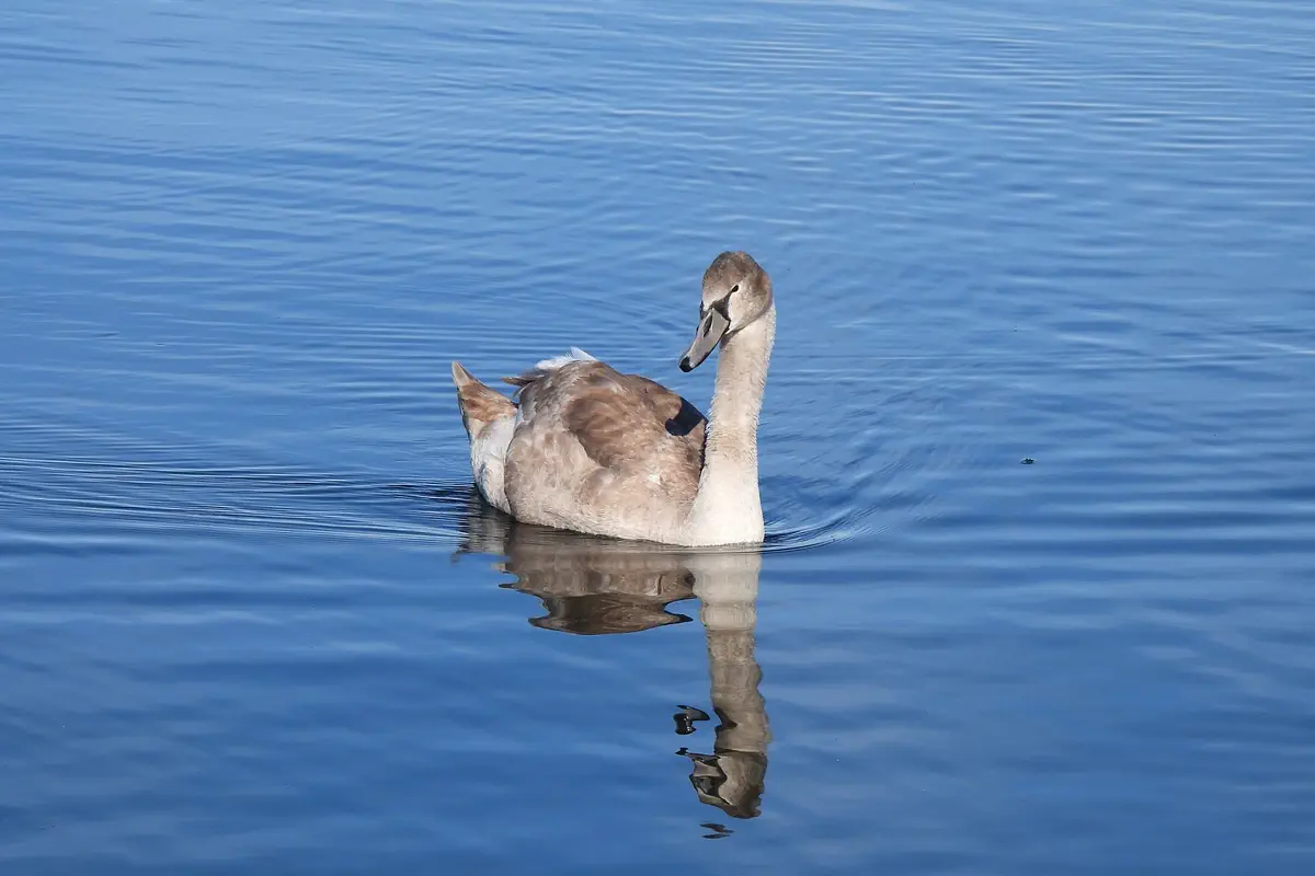 Höckerschwan