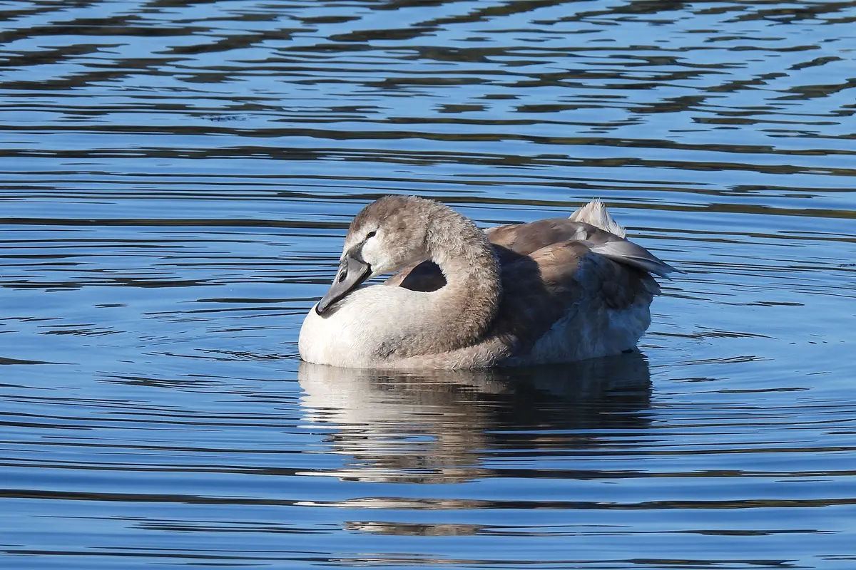 Höckerschwan