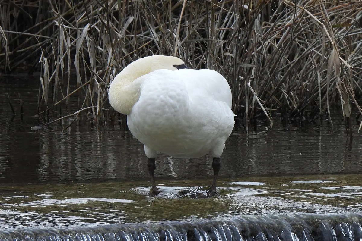 Höckerschwan
