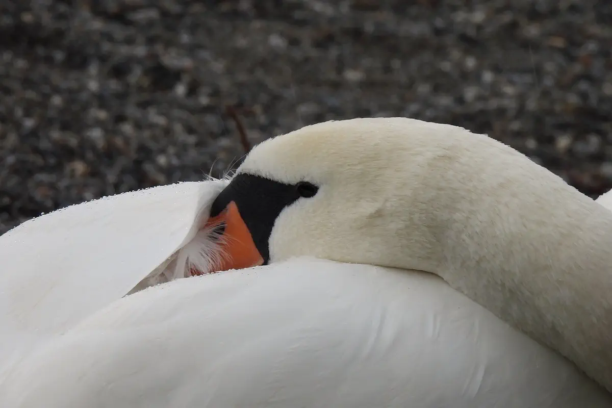 Höckerschwan