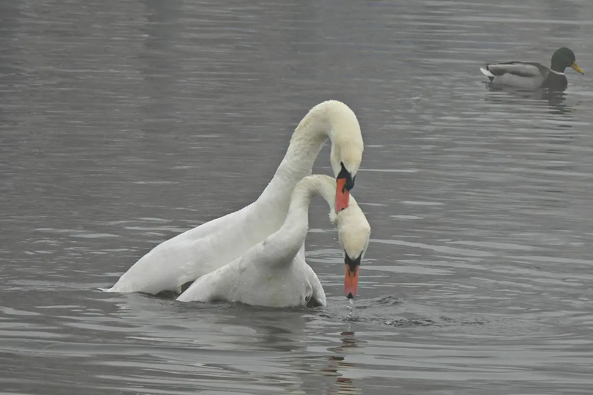 Höckerschwan
