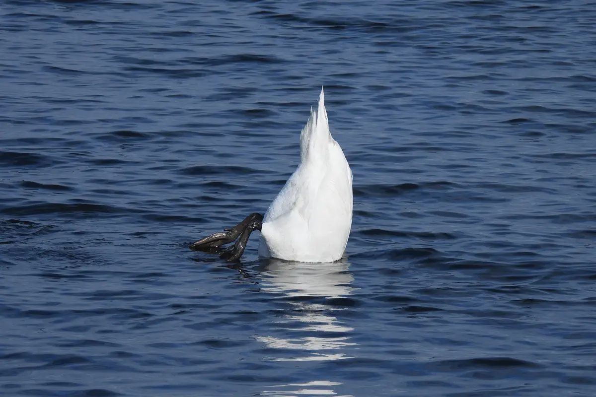 Höckerschwan