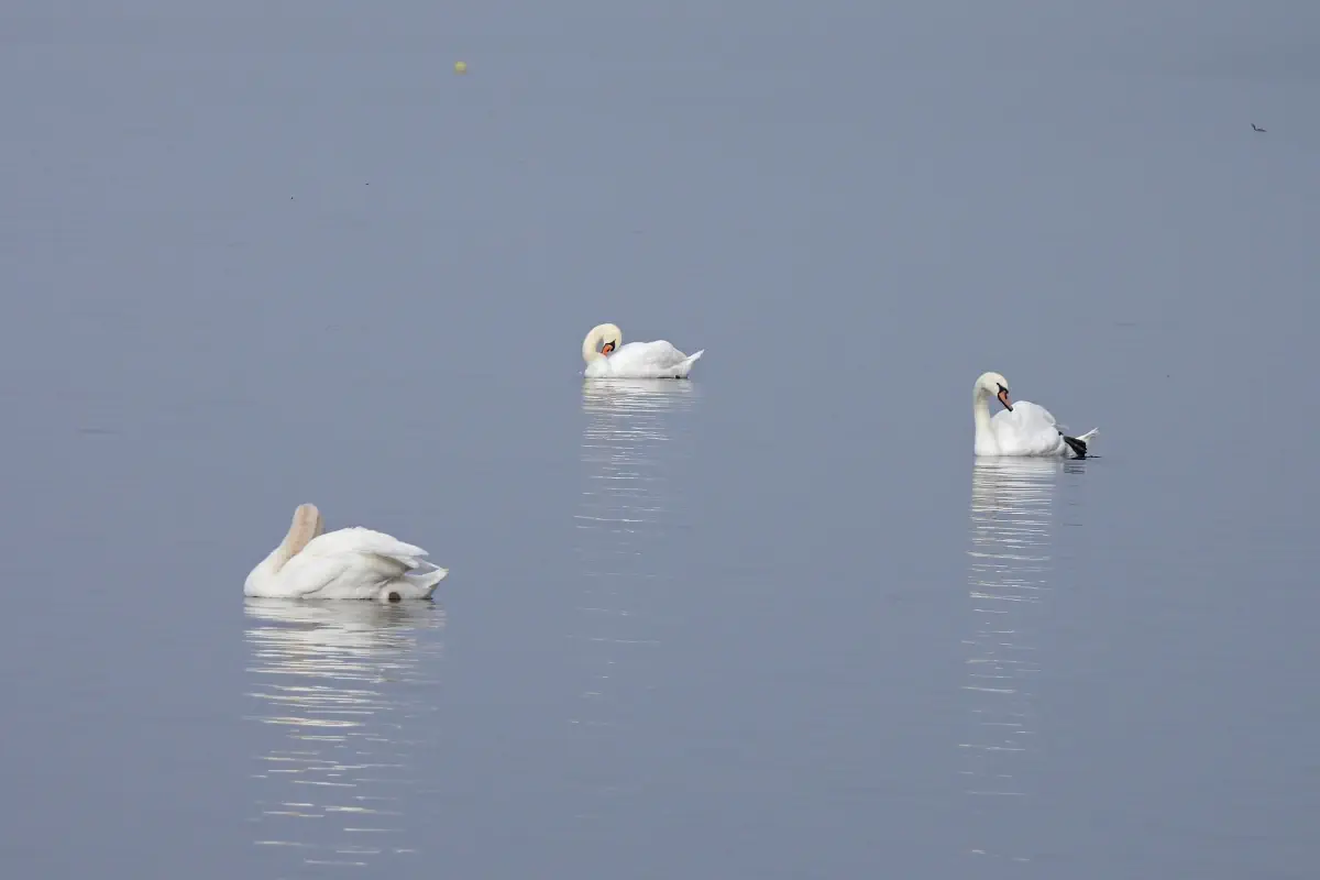 Höckerschwan