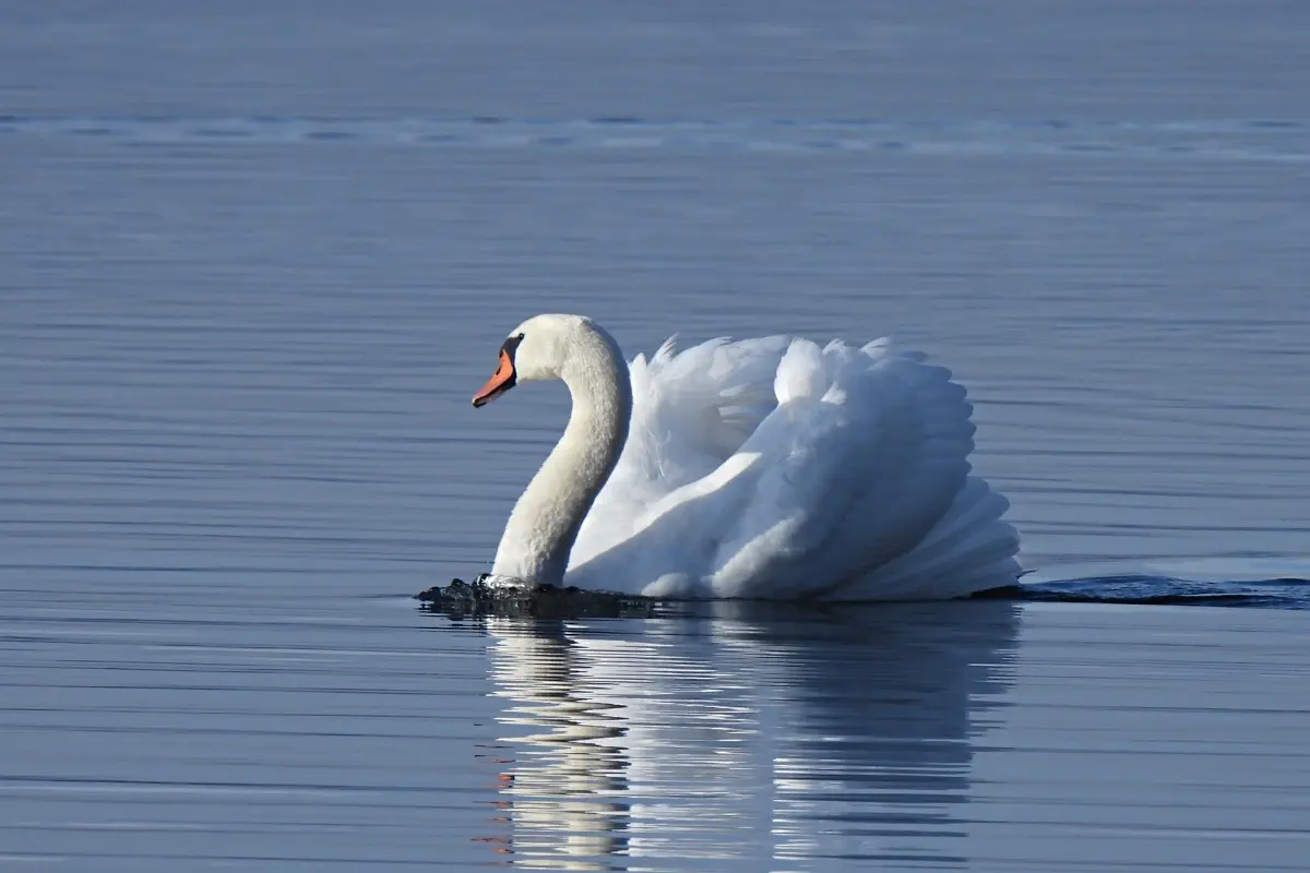 Höckerschwan
