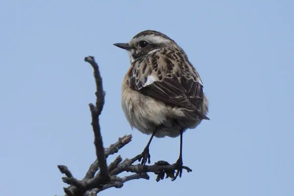 Braunkehlchen