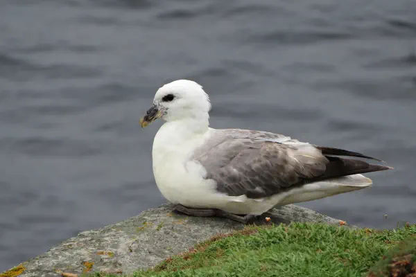 Eisvogel