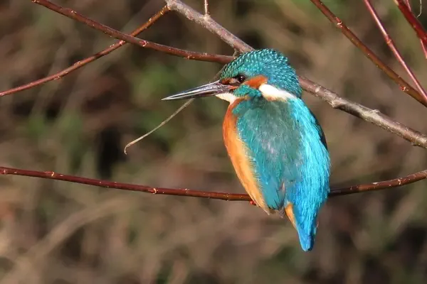 Eisvogel