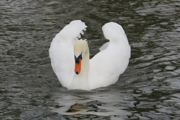Höckerschwan