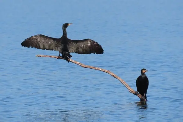 Kormoran