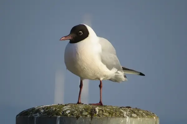 Lachmöwe