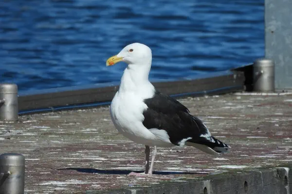 Mantelmöwe