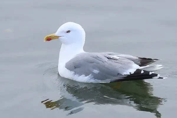 Mittelmeermöwe