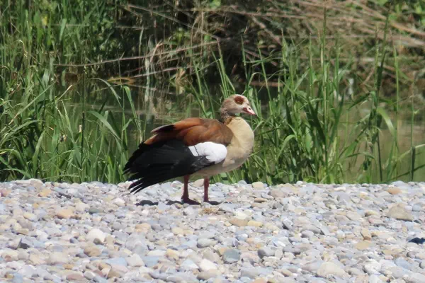 Nilgans
