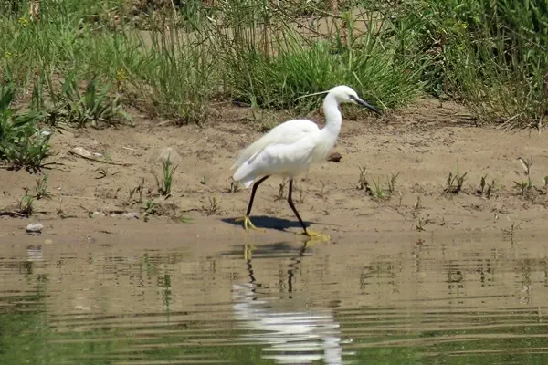 Seidenreiher