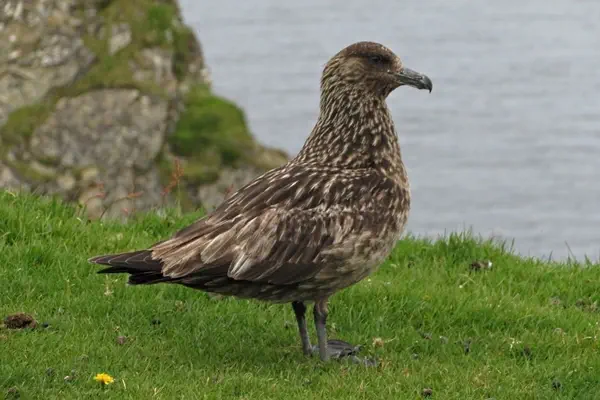 Skua
