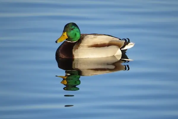 Stockente