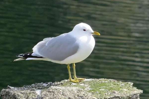 Sturmmöwe