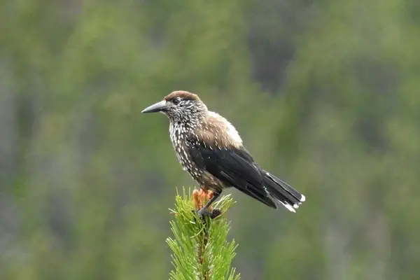 Tannenhäher