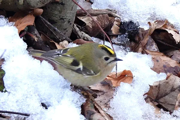 Wintergoldhähnchen