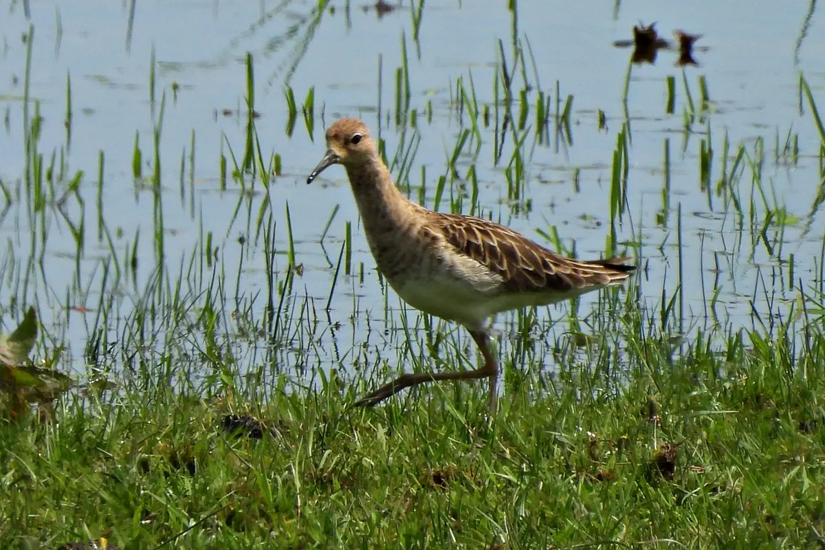 Kampfläufer