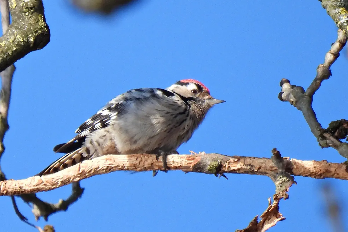 Kleinspecht