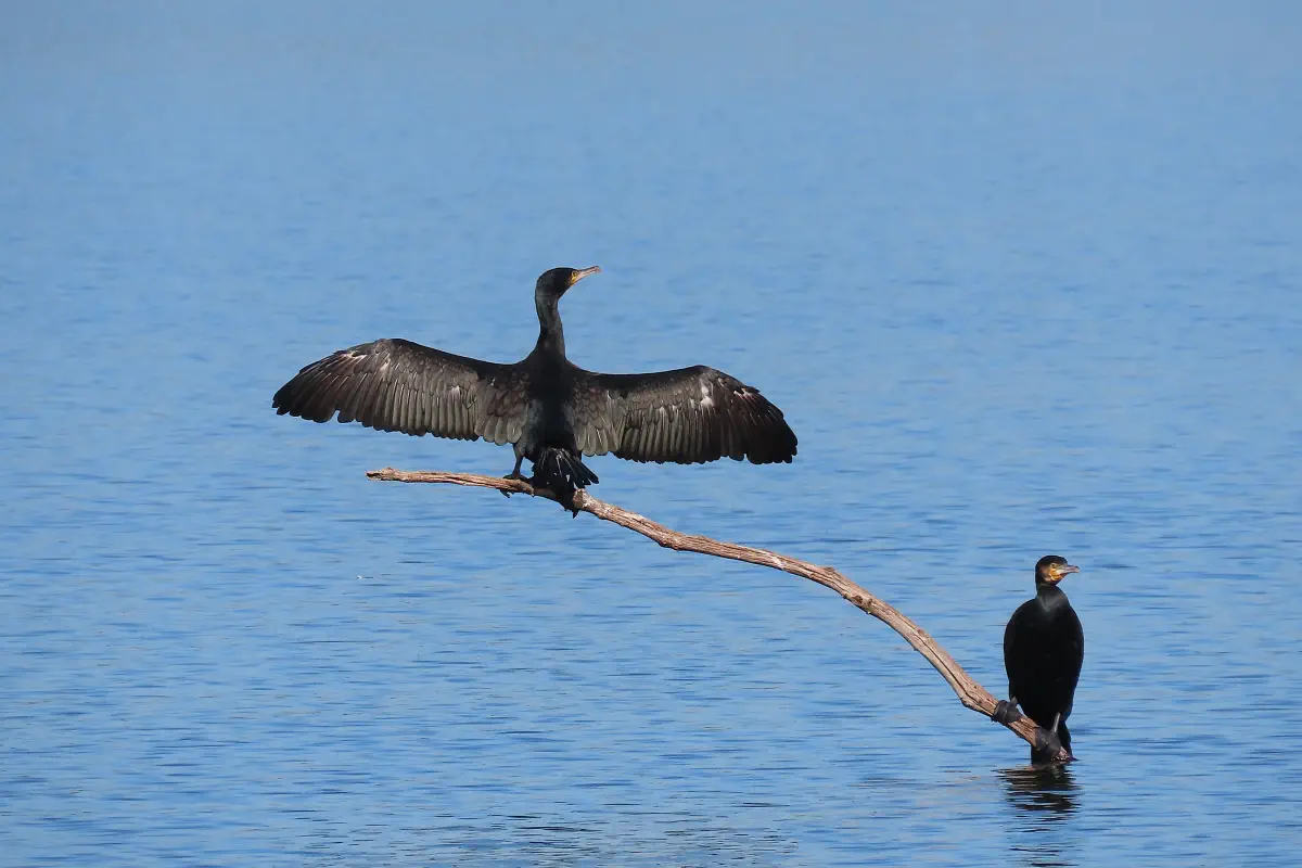 Kormoran
