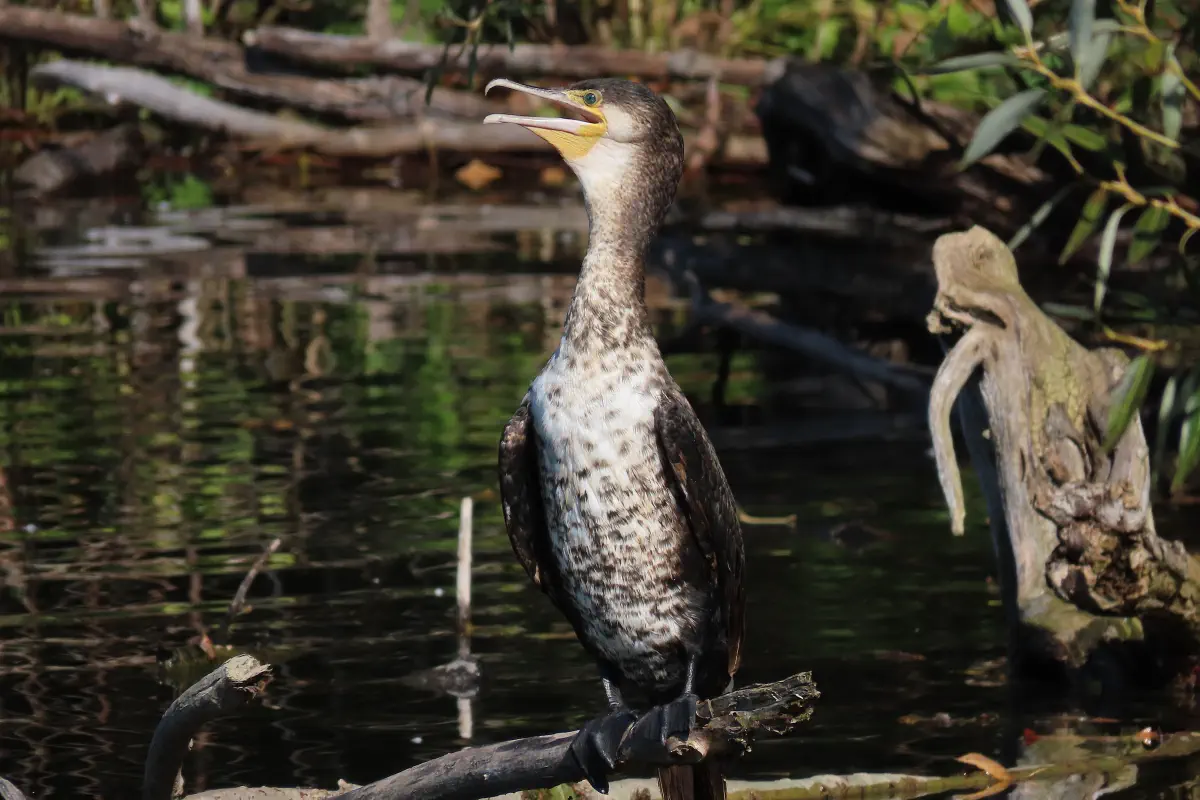 Kormoran