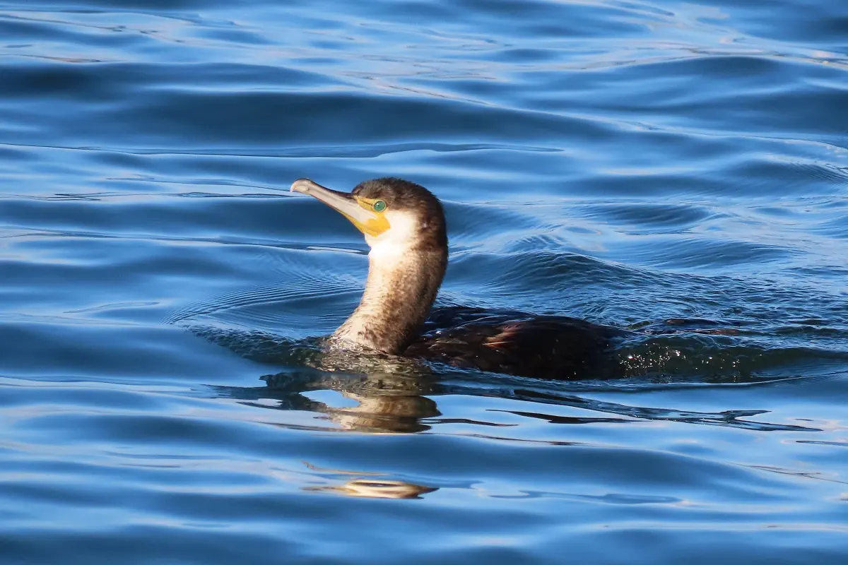 Kormoran