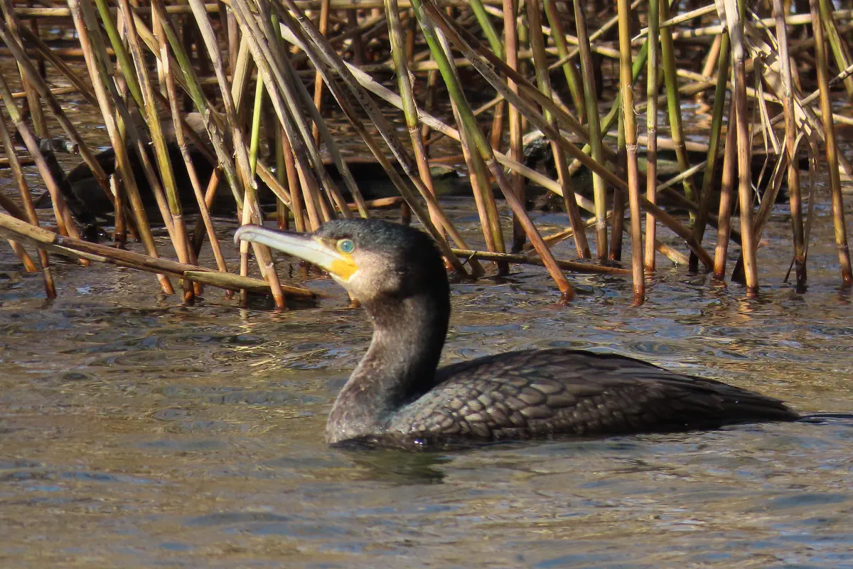 Kormoran