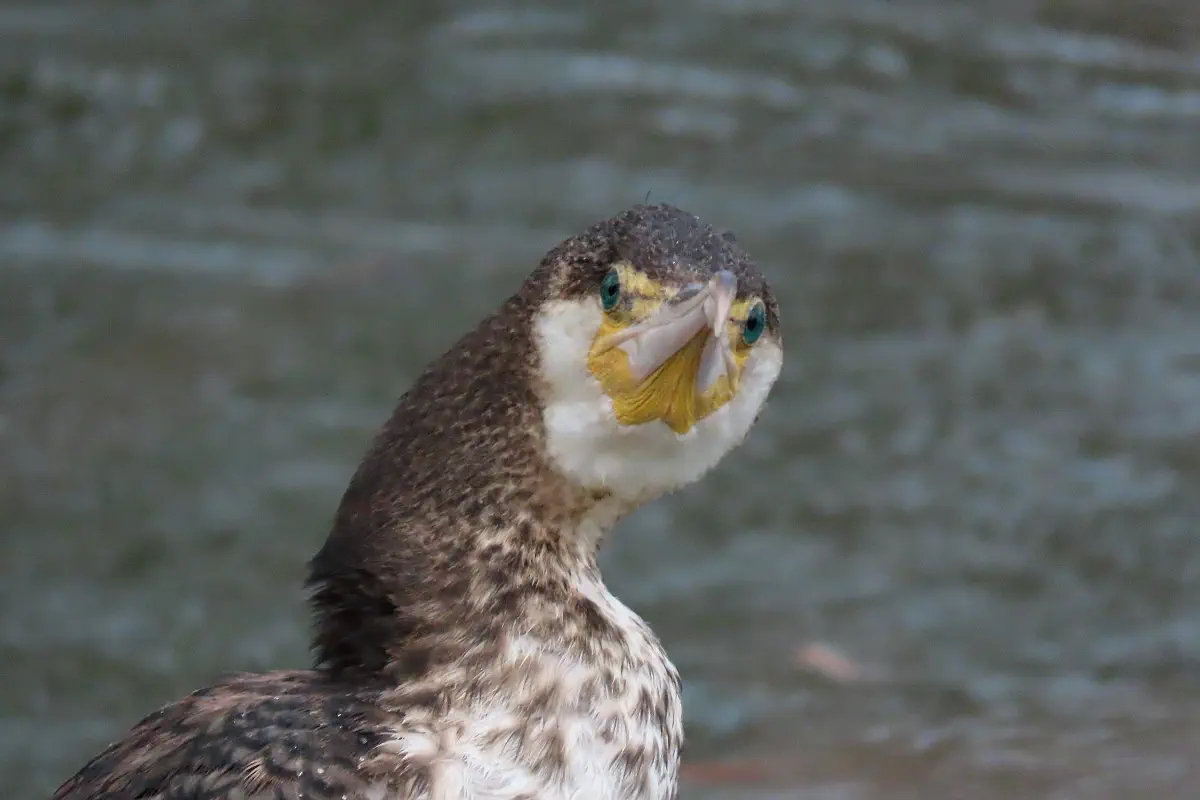 Kormoran